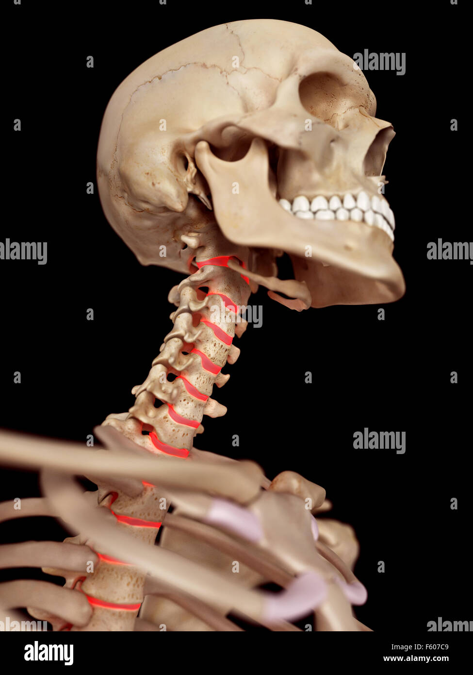 medizinische genaue Abbildung der Bandscheiben Stockfoto