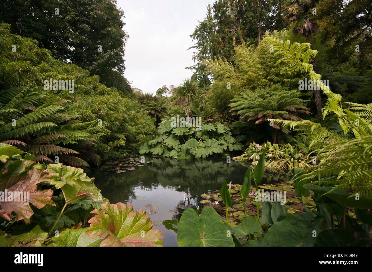 Jungle Plants Stockfotos und bilder Kaufen Alamy