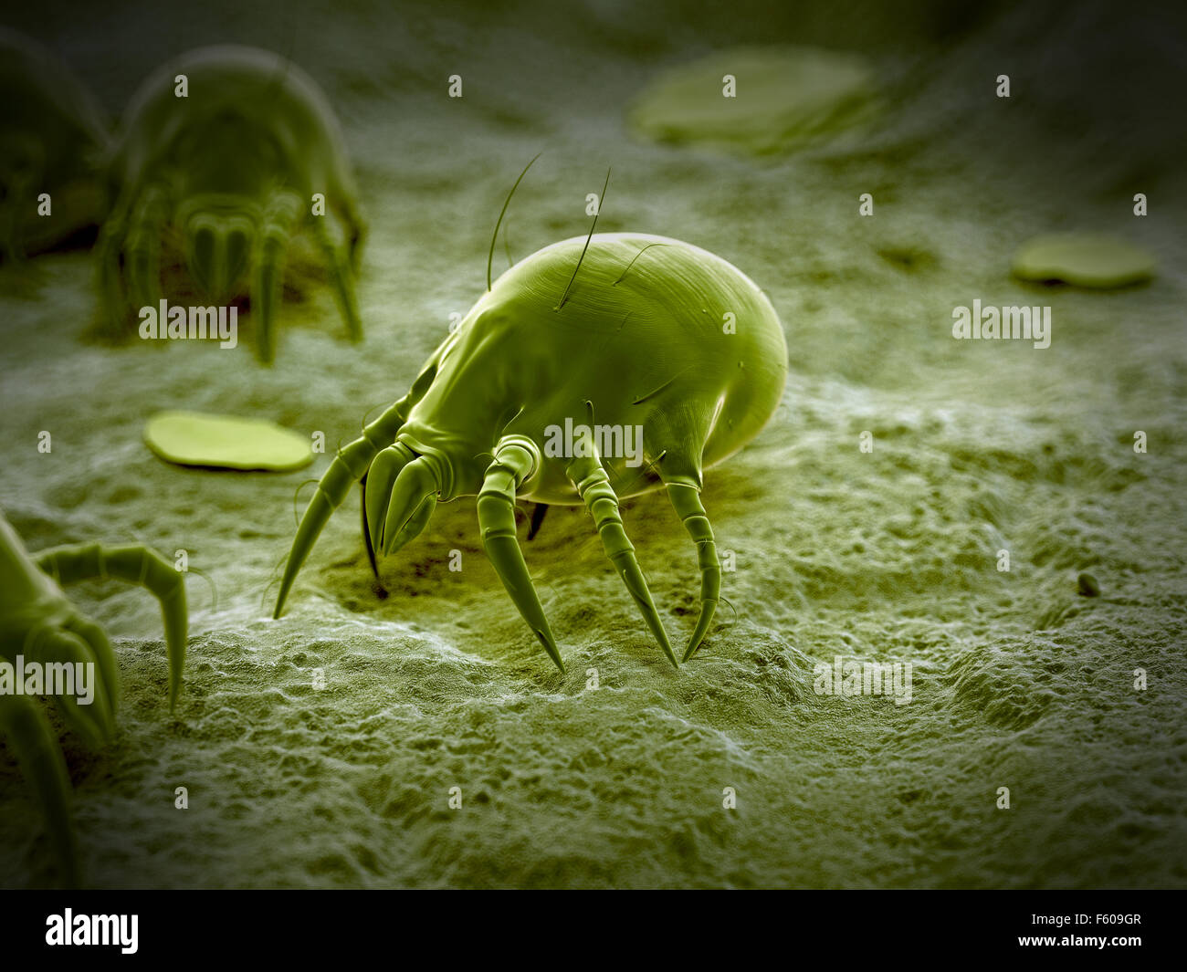 wissenschaftliche Illustration von einer gemeinsamen Hausstaubmilbe Stockfoto