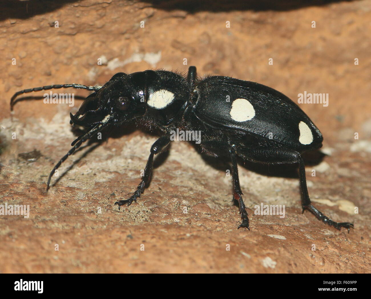 Black And White South Asian sechs vor Ort Boden Käfer (Anthia Sexguttata), ähnlich einer Domino-Kachel. Stockfoto