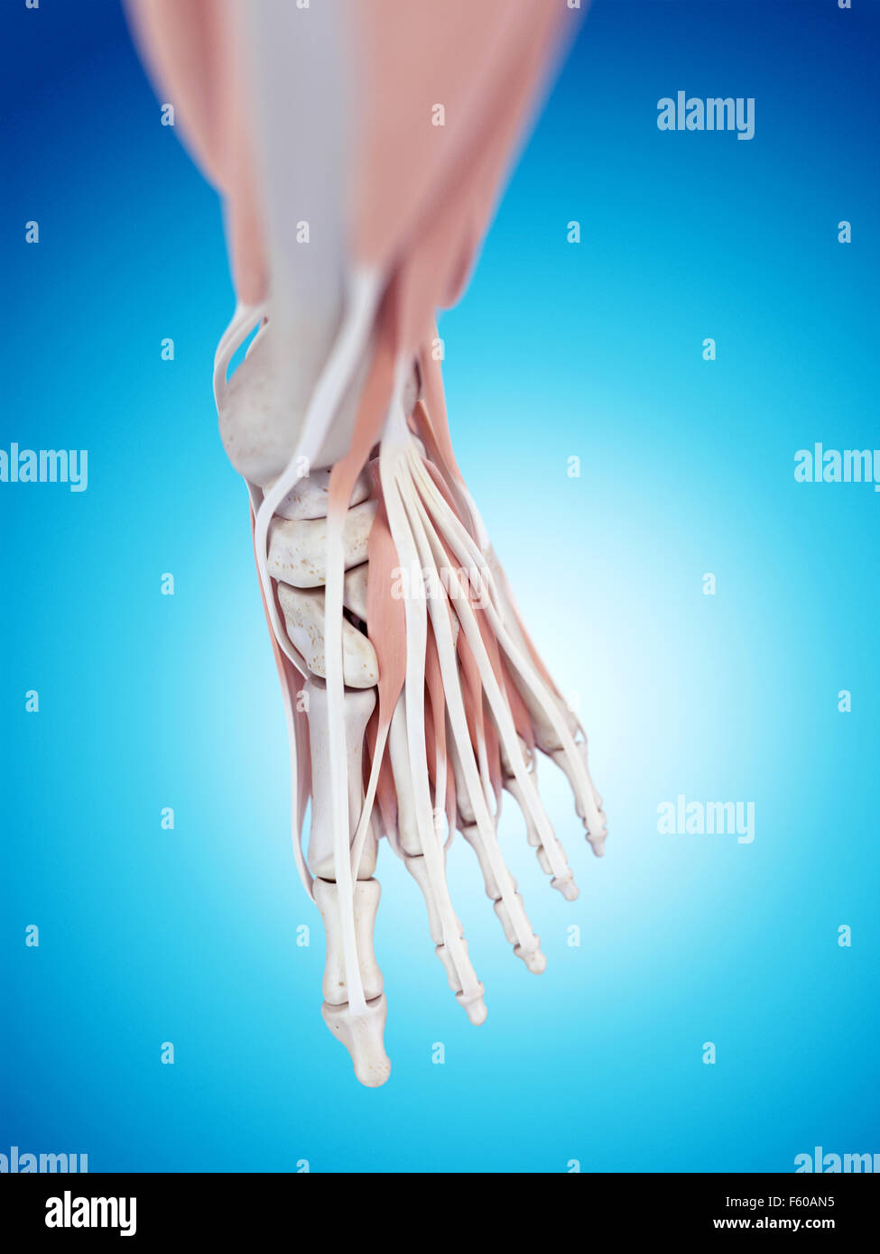 anatomie des fußes bilder anatomie des fußes bilder