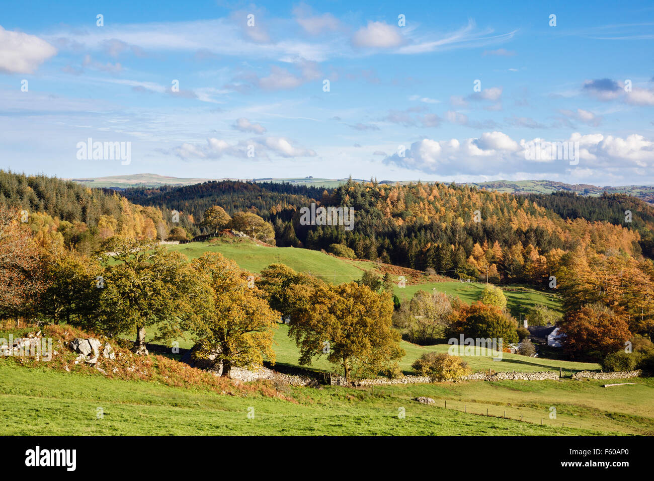 Gwydyr Forest Park Landschaft Landschaft im Herbst in Snowdonia National  Park (Eryri) über Betws-y-Coed, Conwy, North Wales, UK, Großbritannien  Stockfotografie - Alamy
