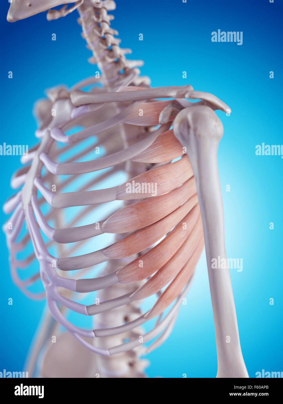 medizinisch genaue Abbildung des die Serratus anterior Stockfotografie