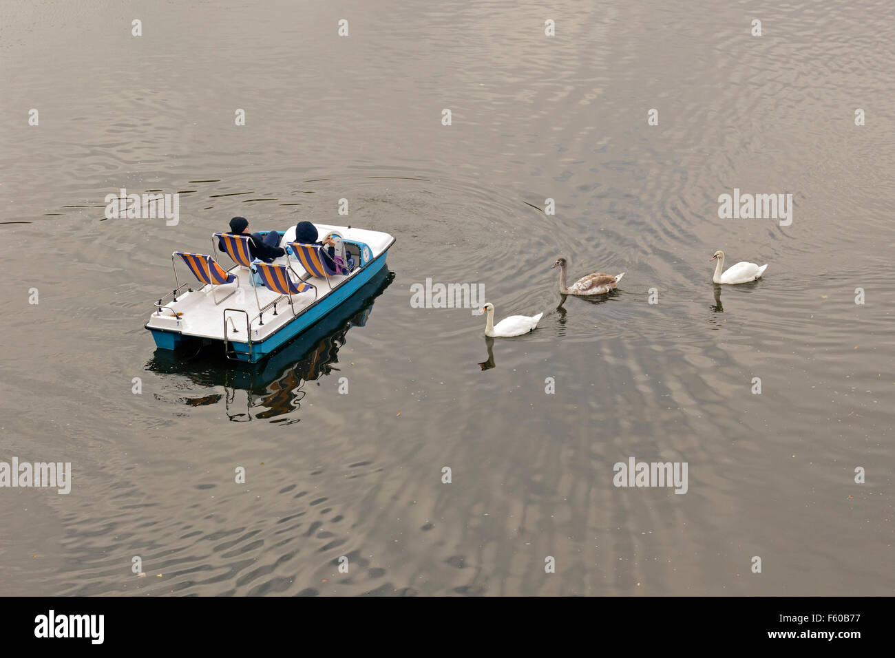 Pedal Boot und Schwäne, Moldau, Prag, Tschechische Republik Stockfoto