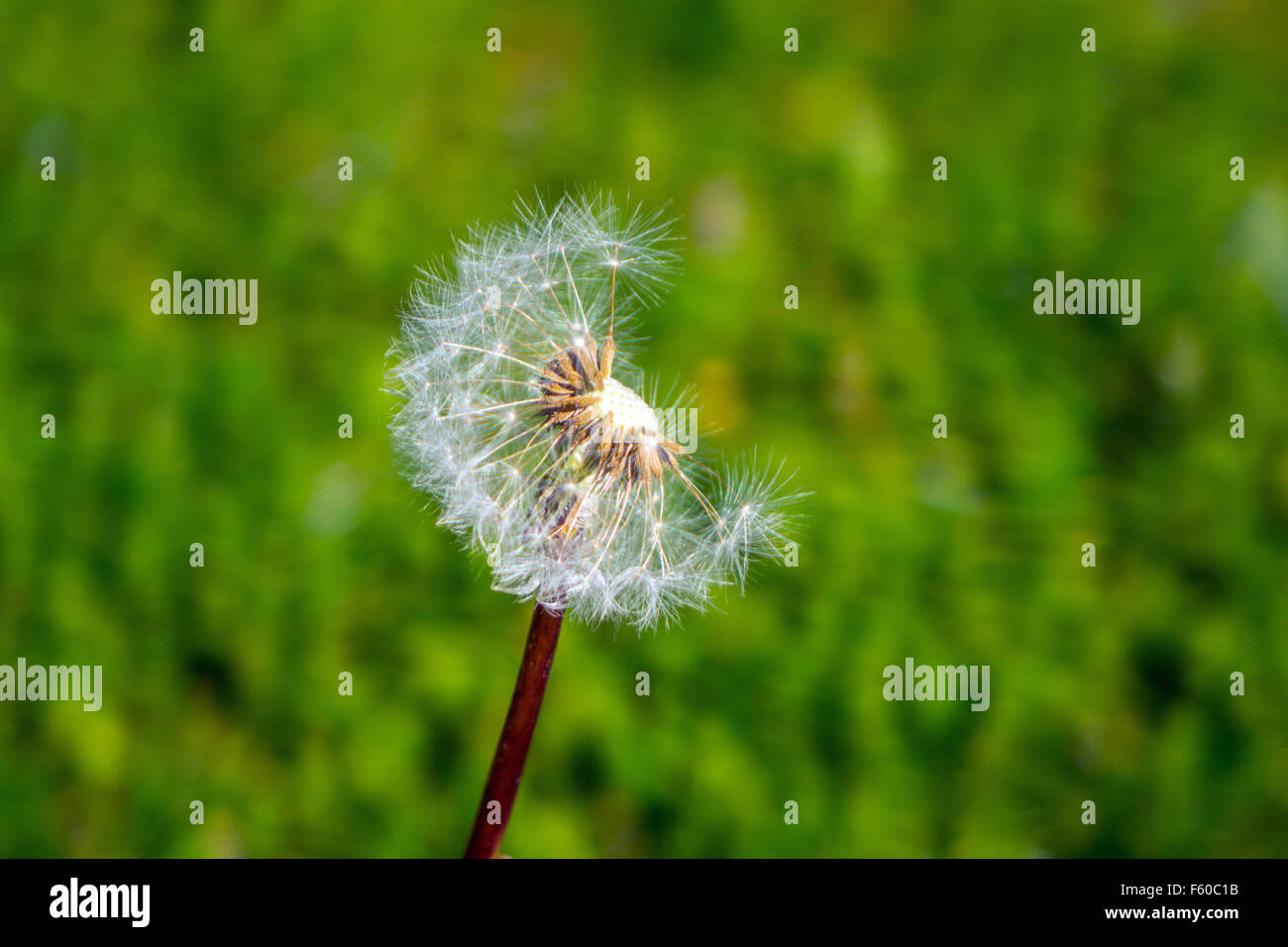 Taraxacum, Löwenzahn Samen Uhr sagen, die Zeit Stockfoto