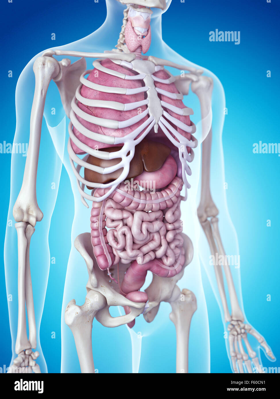 medizinisch genaue Abbildung der menschlichen Organe Stockfoto