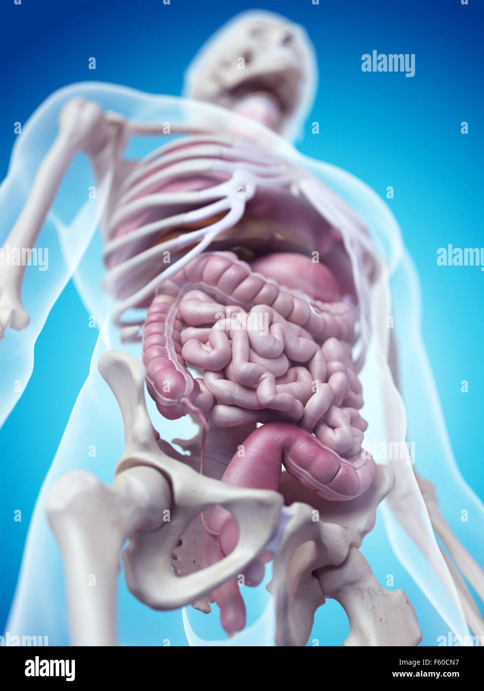 medizinisch genaue Abbildung der menschlichen Organe Stockfoto