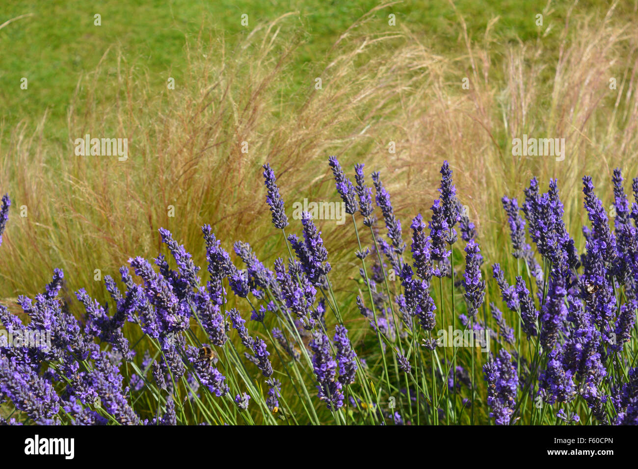 Lavendel & Grass, Angustifolia Hidcote & Stipa Tenuissima (Pferdeschwanz) im Lavendelgarten, Terrington, Yorkshire. Stockfoto