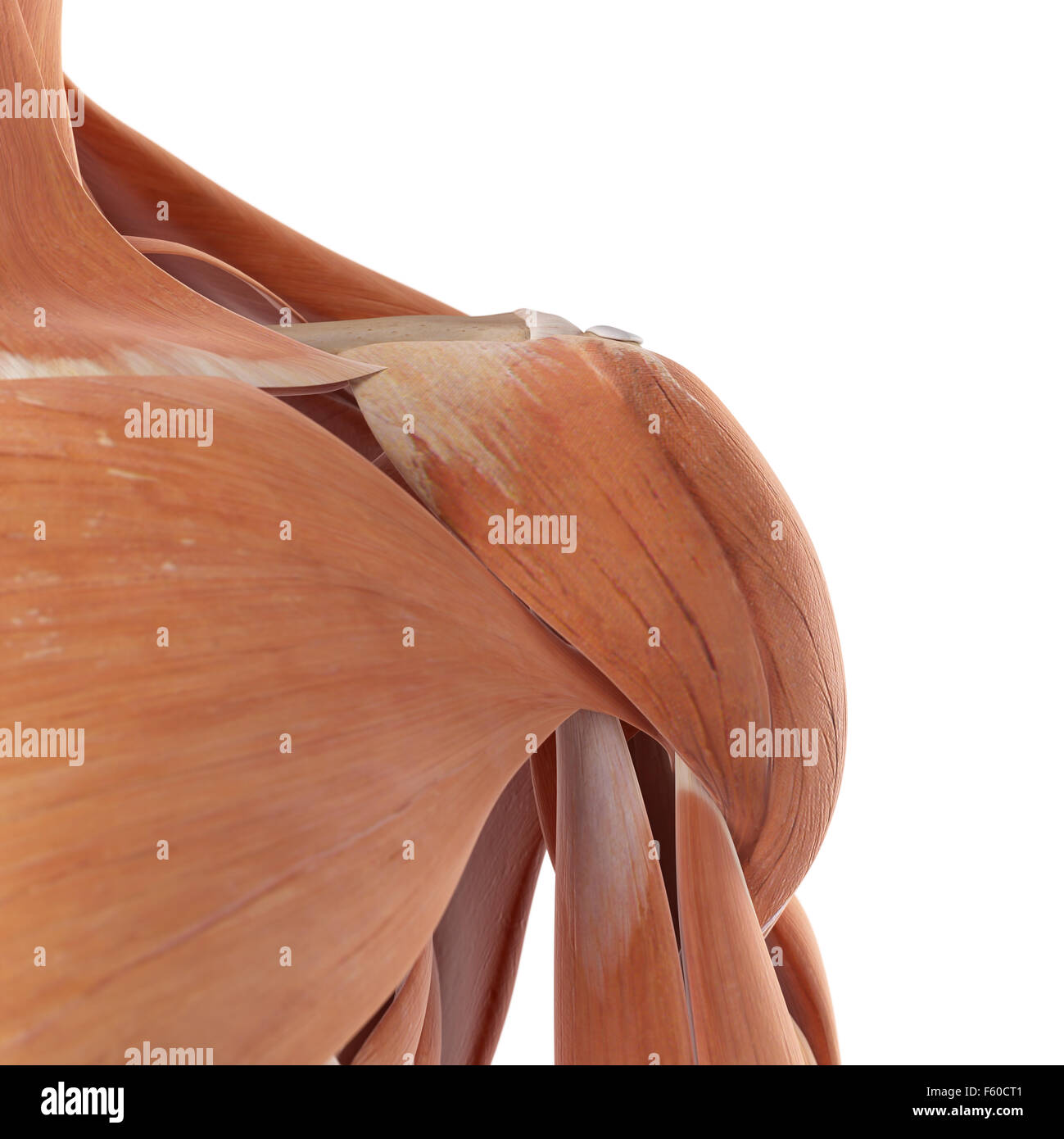 medizinische genaue Darstellung der Schultermuskulatur Stockfoto
