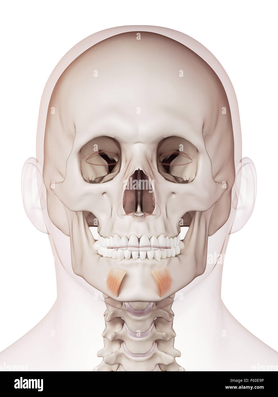 medizinisch genaue Muskel Außenillustration Depressor Labii inferioris Stockfoto