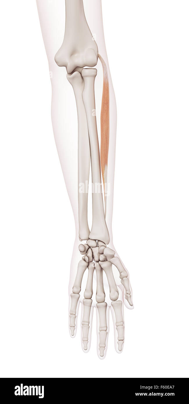 medizinisch genaue Muskel Abbildung der Beinstrecker Carpi Radialis brevis Stockfoto