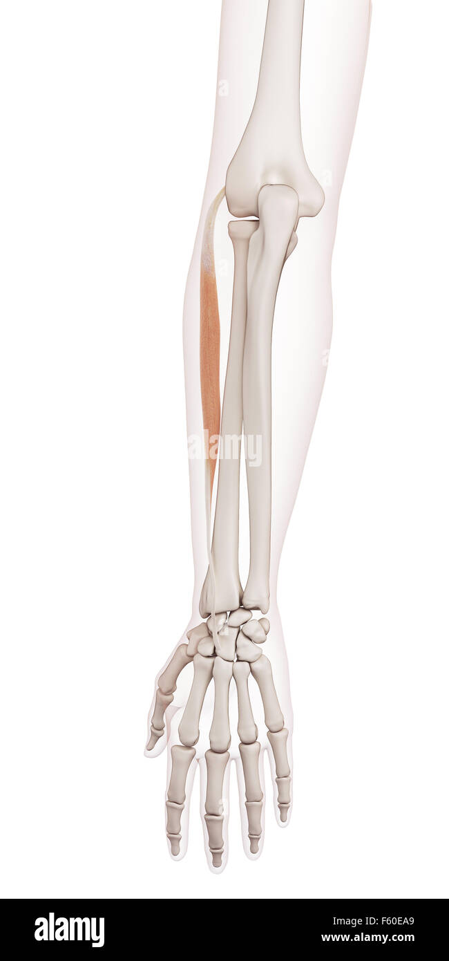 medizinisch genaue Muskel Abbildung der Beinstrecker Carpi Radialis brevis Stockfoto