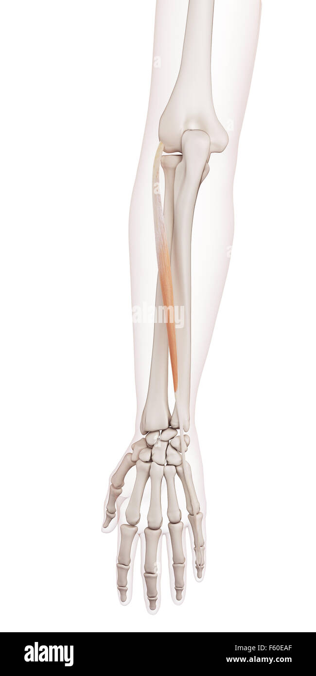 medizinisch genaue Muskel Illustration der Beinstrecker Digiti minimi Stockfoto