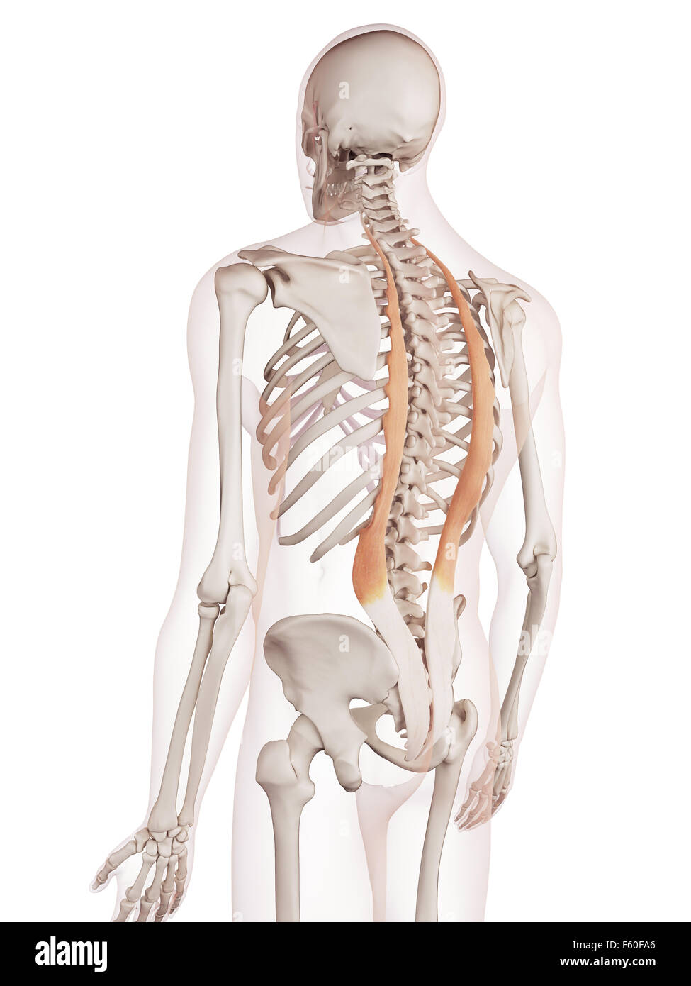 Musculus iliocostalis Fotos und Bildmaterial in hoher Auflösung Alamy