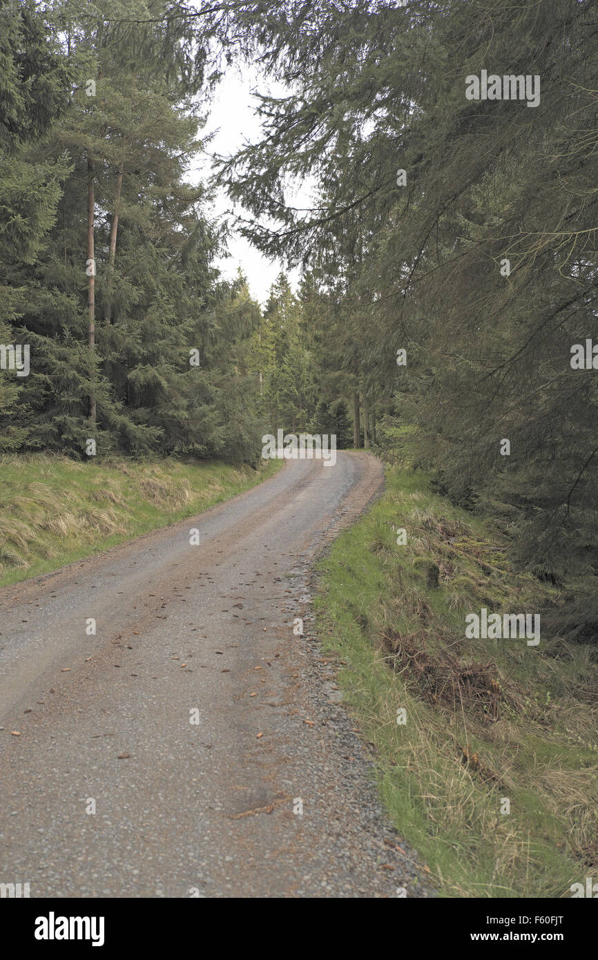 Wald Haul Road, Kielder Forest, North Tyne Tal, Northumberland, England, UK. Stockfoto