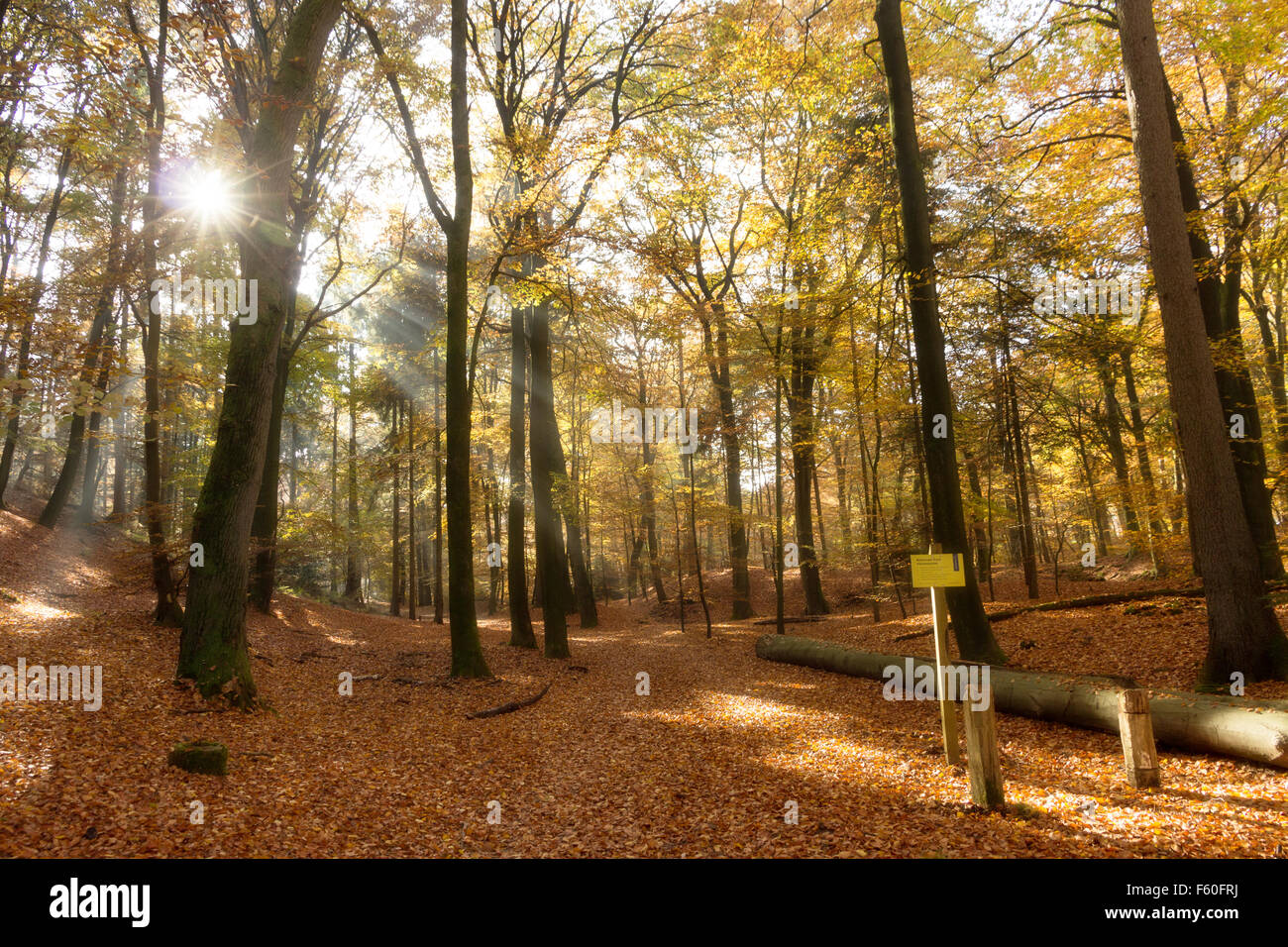 Der Hoge Veluwe in den Niederlanden im Herbst Wald Stockfoto