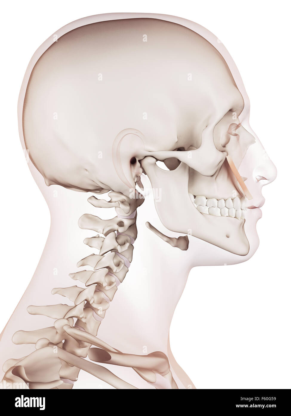 medizinisch genaue Muskel Illustration des Levator Labii superioris Stockfoto