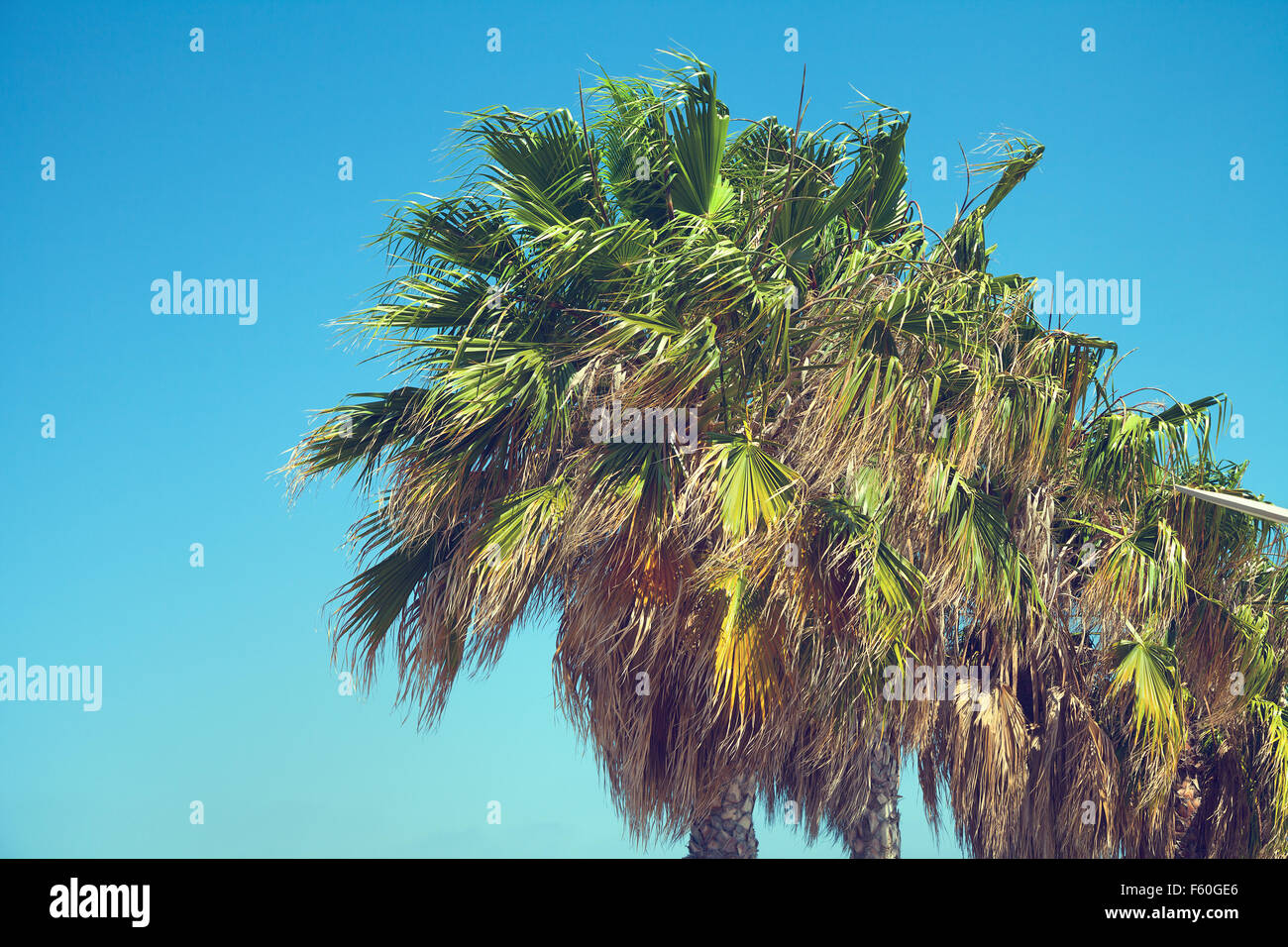 Tropische Palmen gegen den blauen Himmel Stockfoto