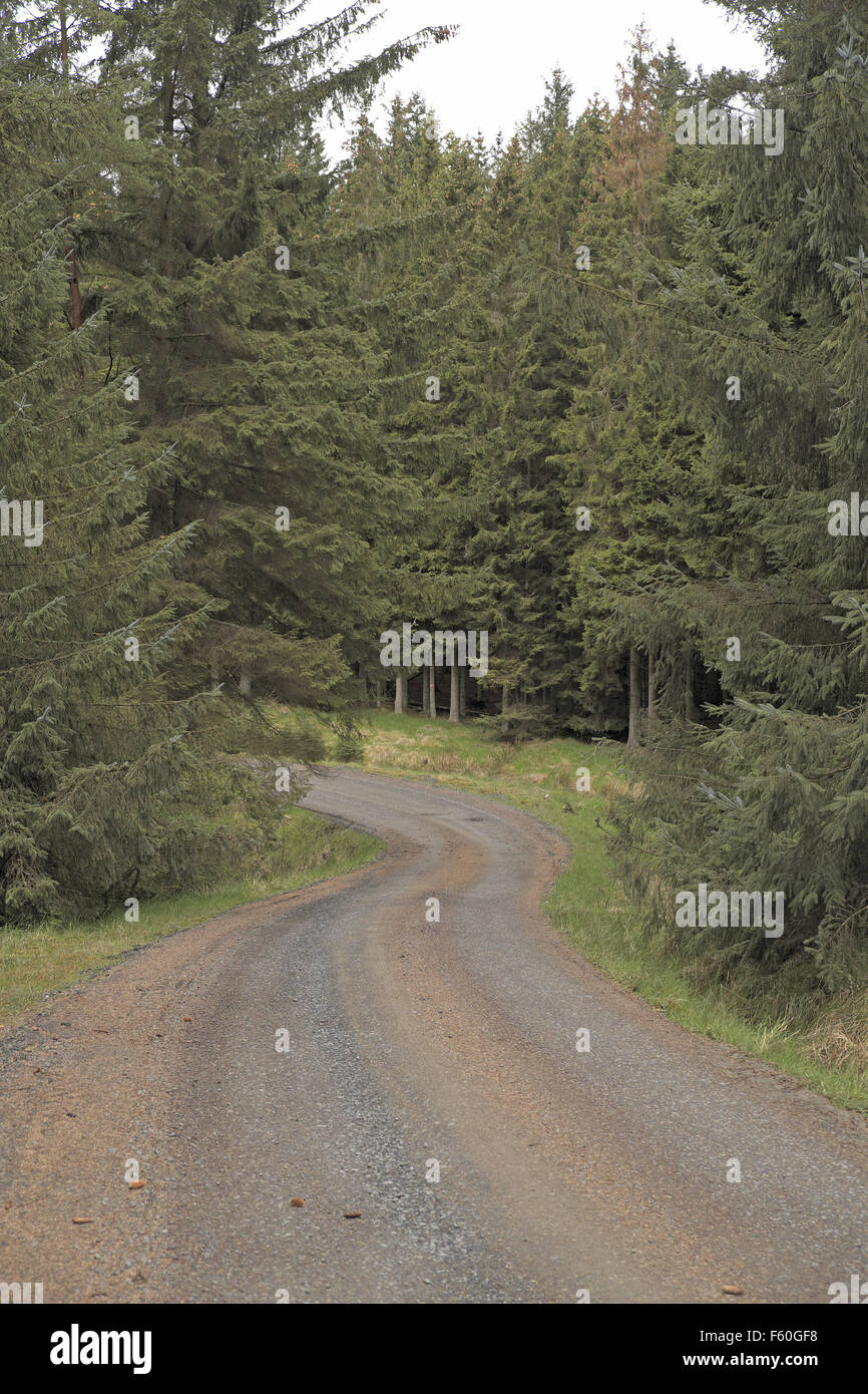 Wald Haul Road, Kielder Forest, North Tyne Tal, Northumberland, England, UK. Stockfoto