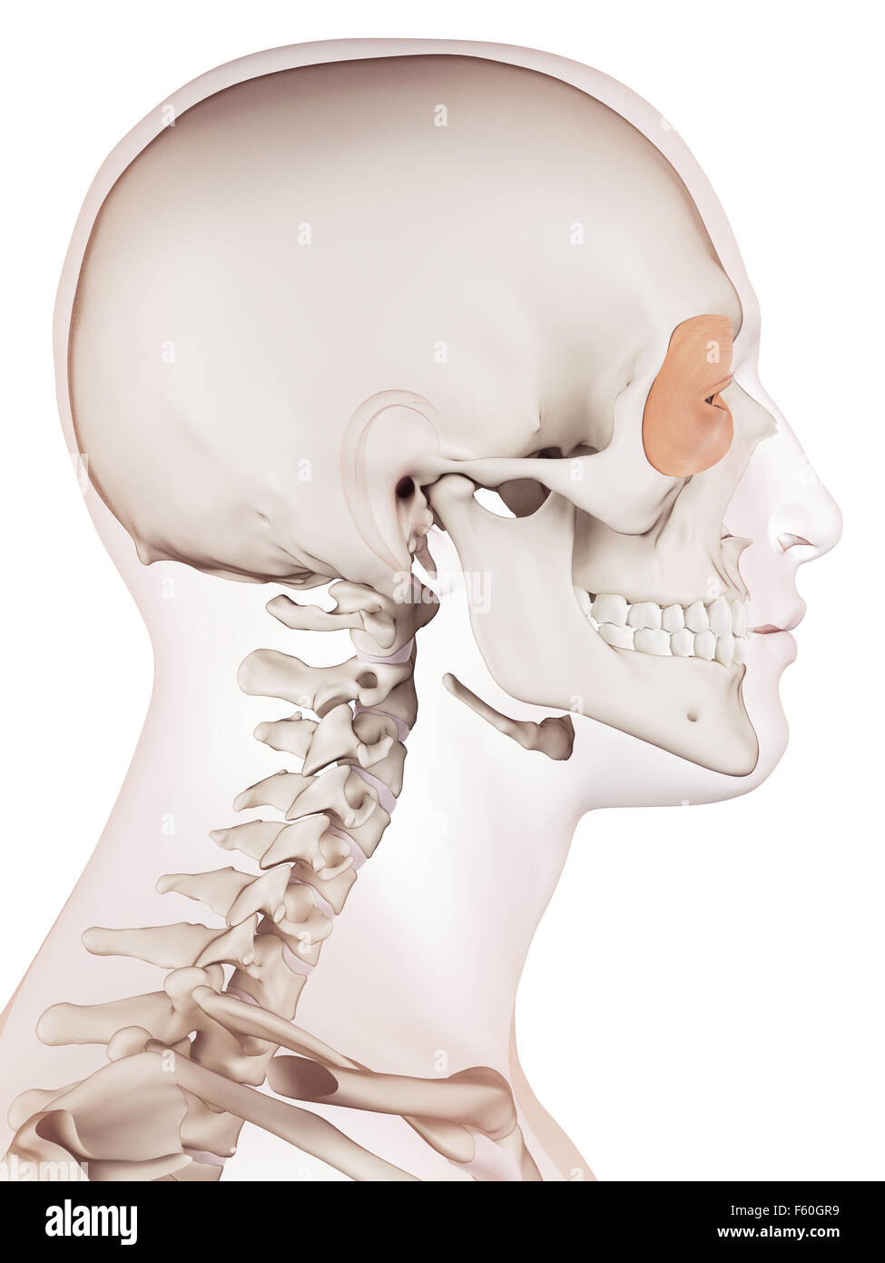 medizinisch genaue Muskel Außenillustration Orbicularis oculi Stockfoto