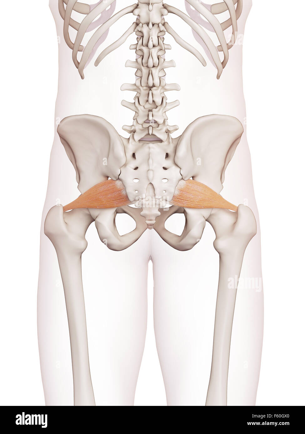 medizinisch genaue Muskel Abbildung des dem piriformis Stockfoto