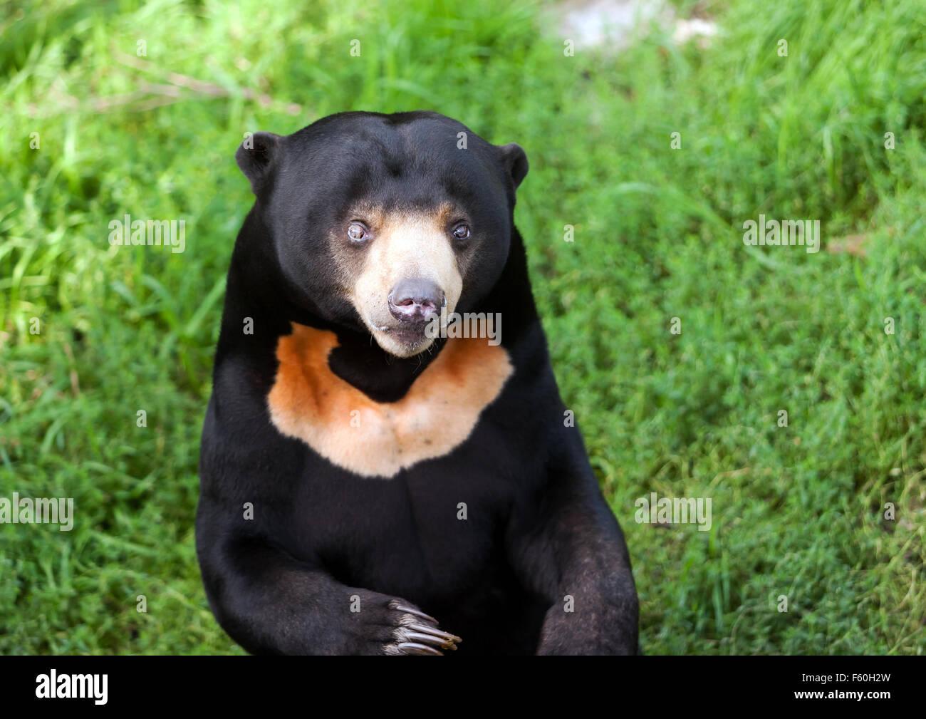 Die Sun Bear (Helarctos Malayanus), in seinem Gehege bei Rare Species Conservation Centre, Sandwich, Kent Stockfoto