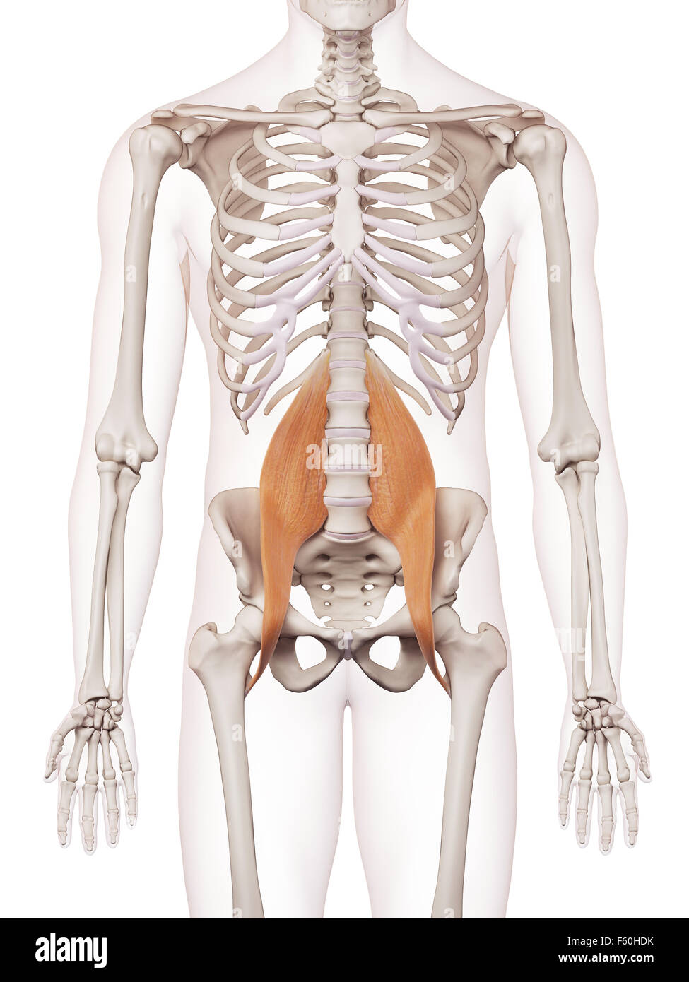 medizinisch genaue Muskel Illustration der großen psoas Stockfoto