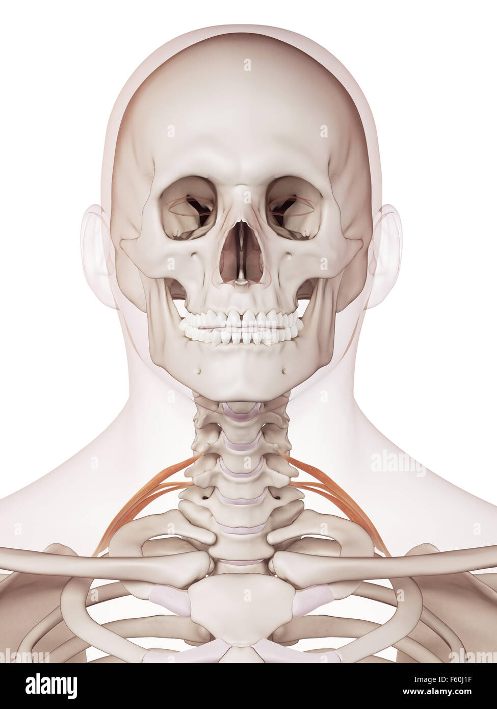 medizinisch genaue Muskel Außenillustration ungleichseitiges posterior Stockfoto