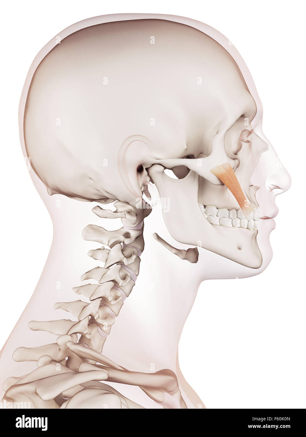 medizinisch genaue Muskel Illustration der großen zygomaticus Stockfoto