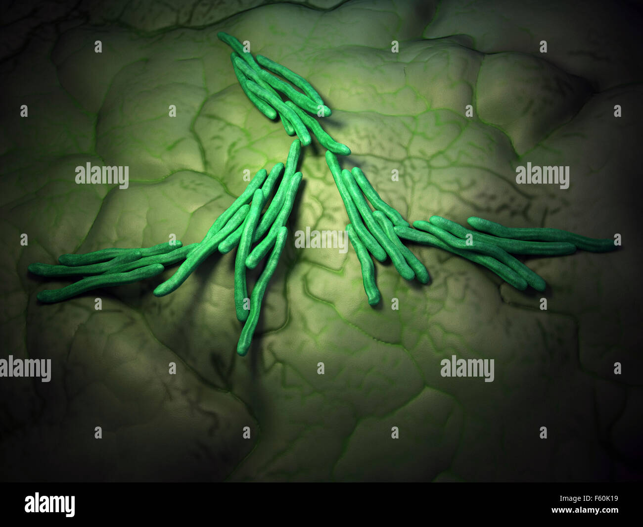 medizinische Bakterien Abbildung von Mycobacterium tuberculosis Stockfoto
