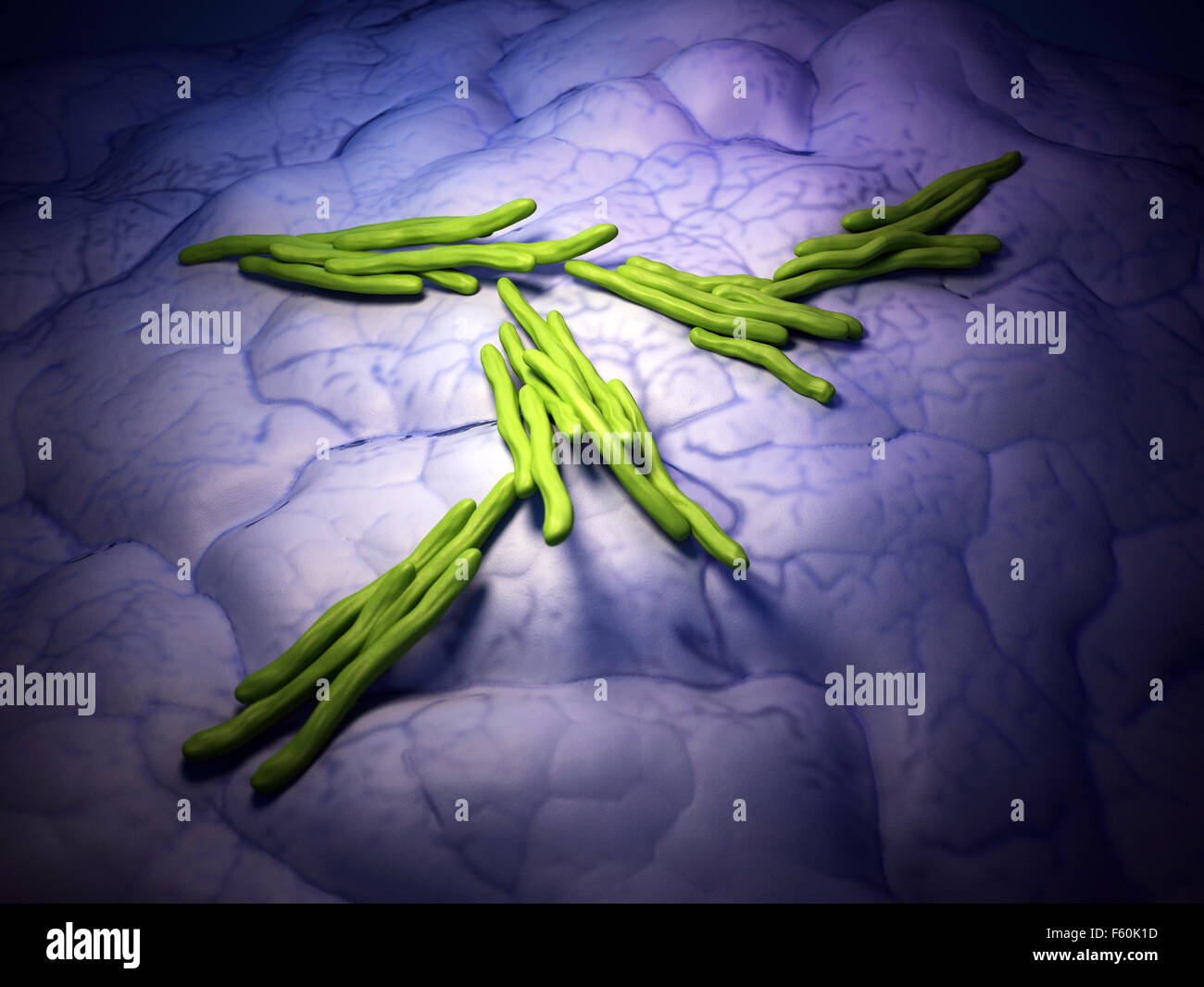 medizinische Bakterien Abbildung von Mycobacterium tuberculosis Stockfoto