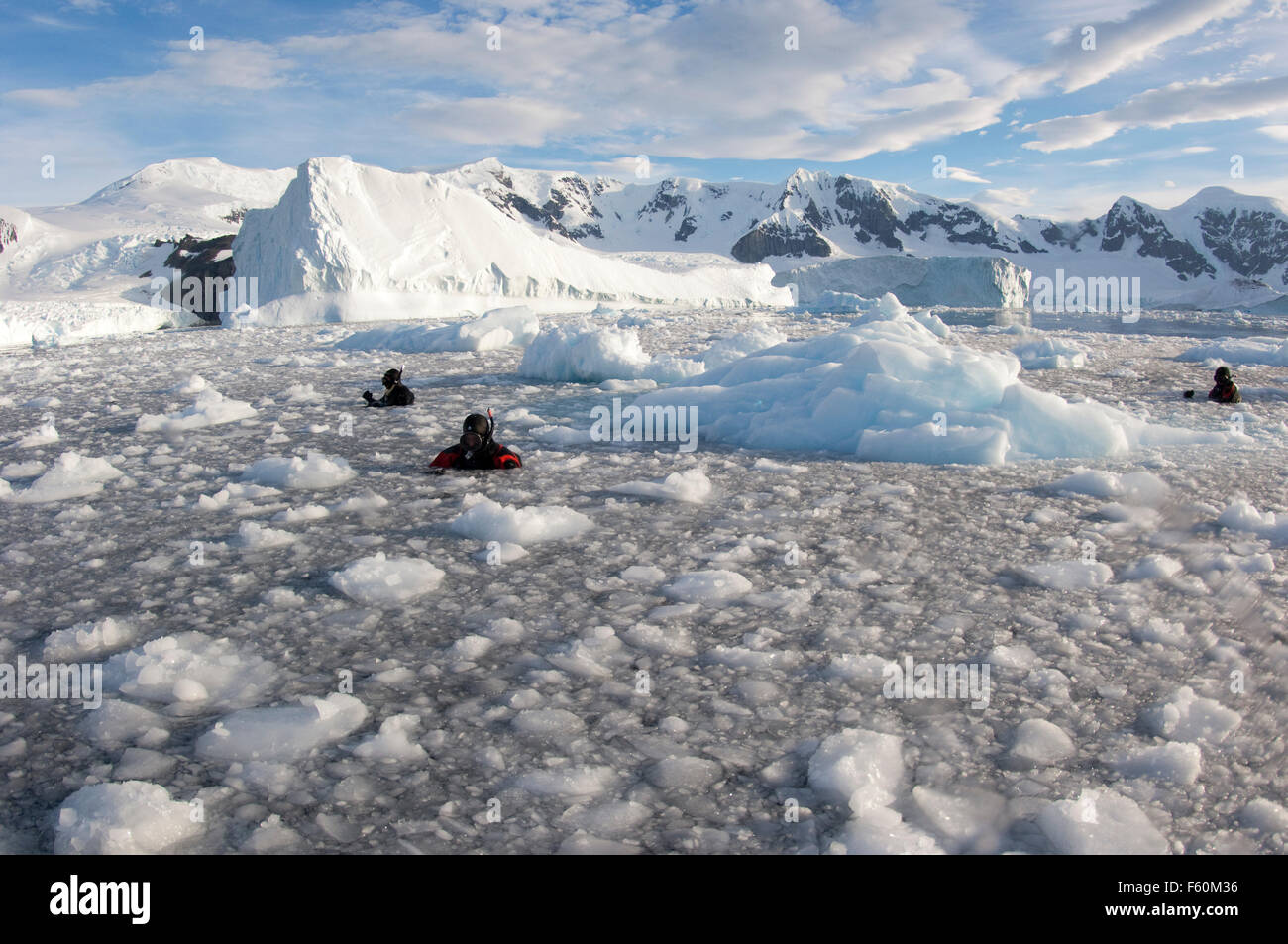 Taucher in frechen Eis, Antarktis Stockfoto