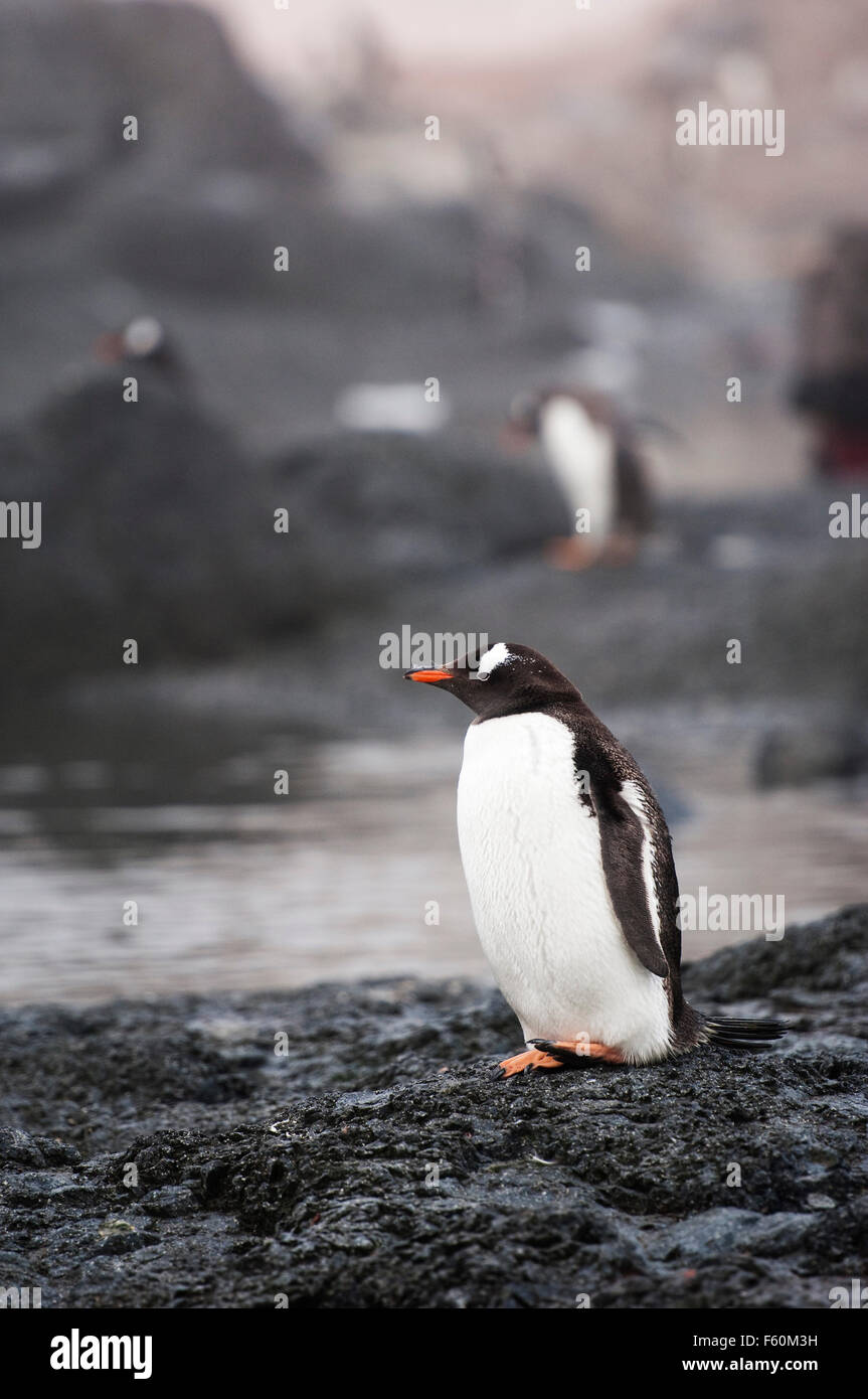 Gentoo, Pinguin, Antarktis Stockfoto