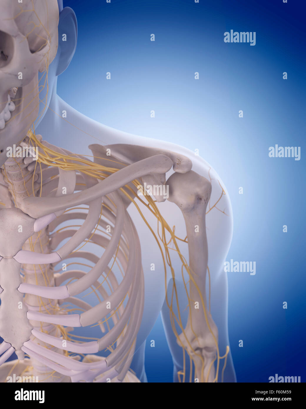medizinisch genaue Abbildung - Nerven an der Schulter Stockfoto
