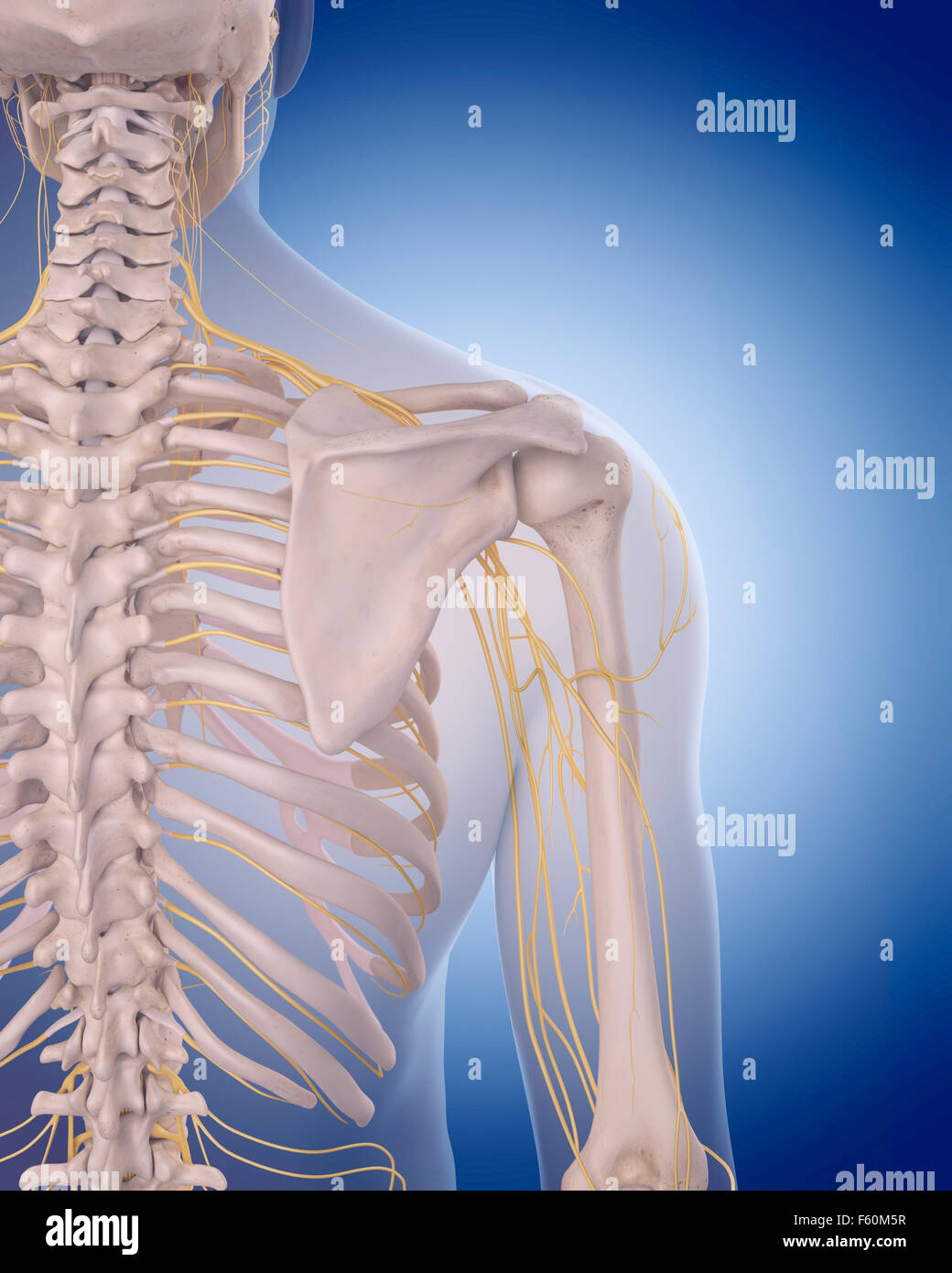 medizinisch genaue Abbildung - Nerven an der Schulter Stockfoto
