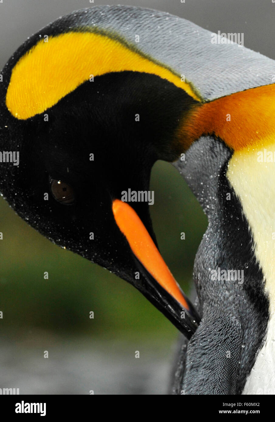 Königspinguin, Antarktis Stockfoto