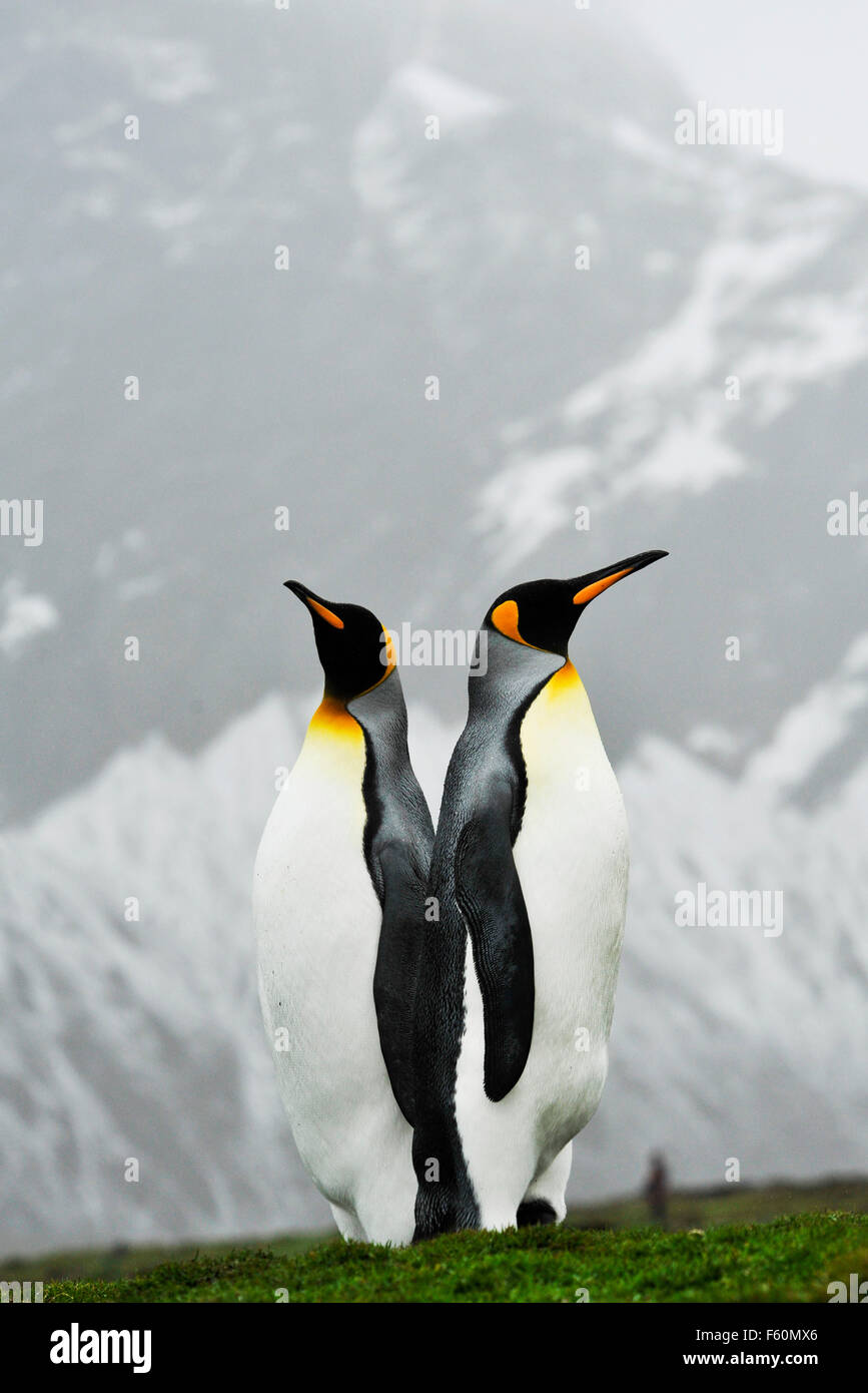 Königspinguin, Antarktis Stockfoto