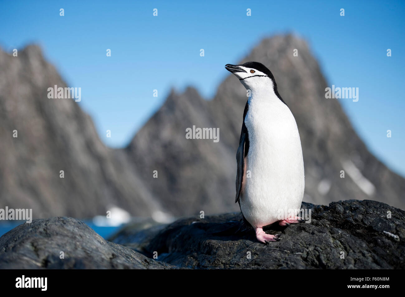 Kinnriemen Pinguin Stockfoto