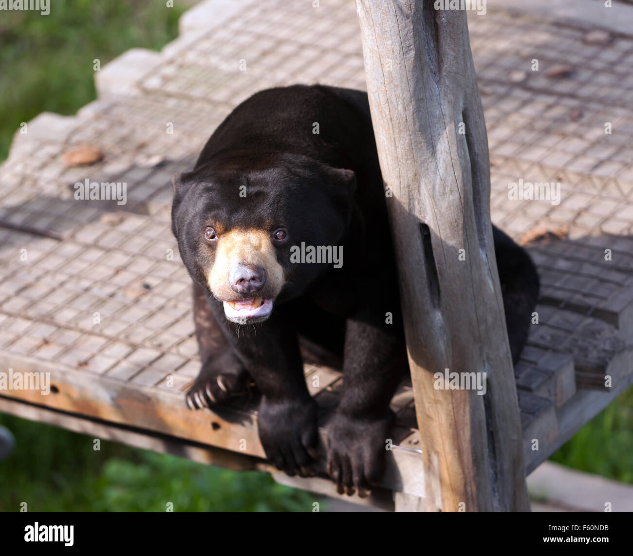 Die Sun Bear (Helarctos Malayanus), in seinem Gehege bei Rare Species Conservation Centre, Sandwich, Kent Stockfoto