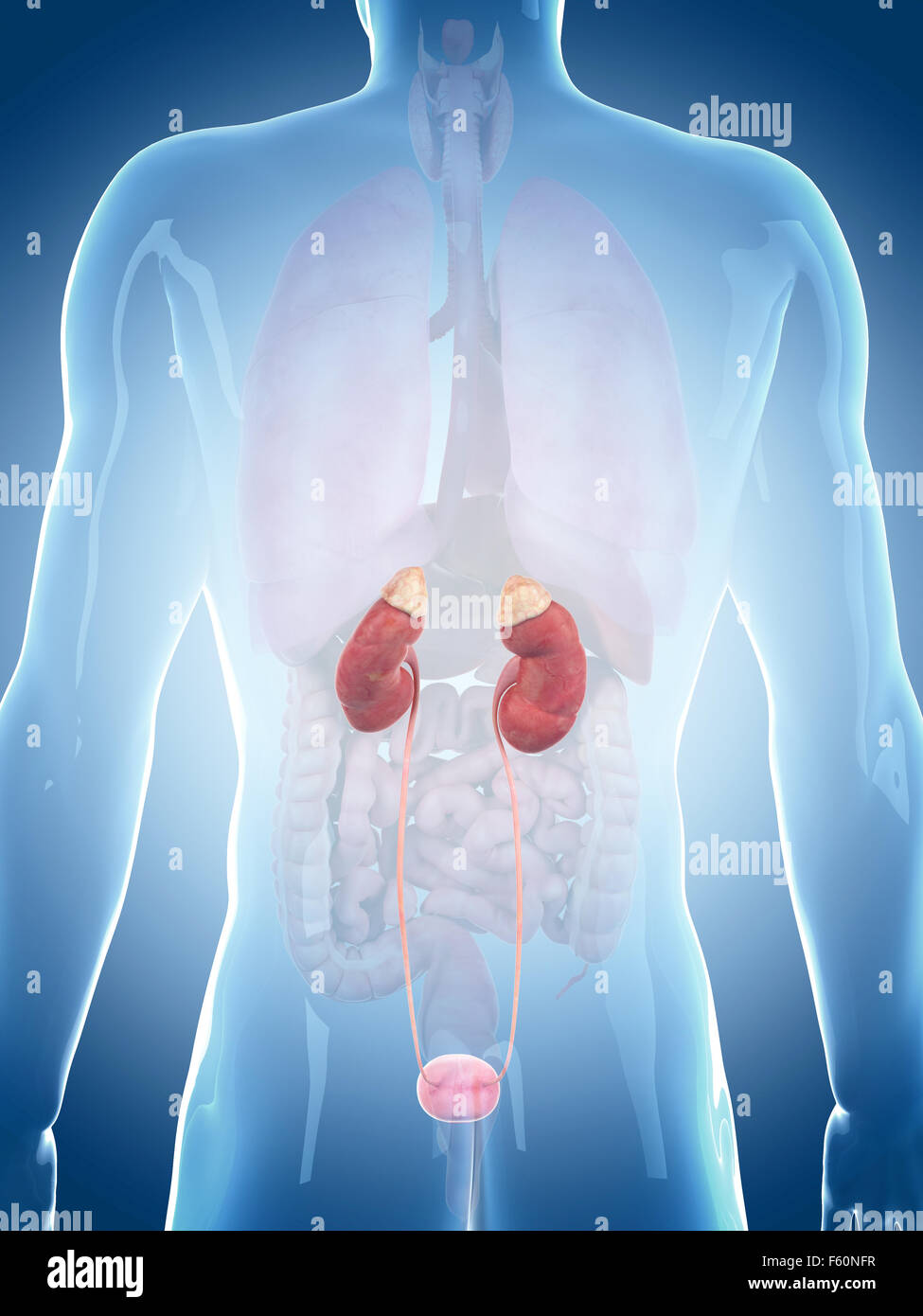 medizinisch genaue Abbildung der Nieren Stockfoto