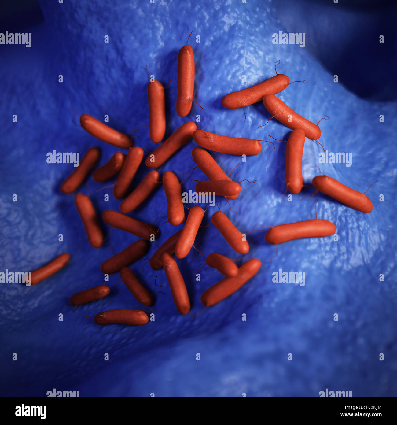 medizinische Bakterien Abbildung von Pseudomonas aeruginosa Stockfoto