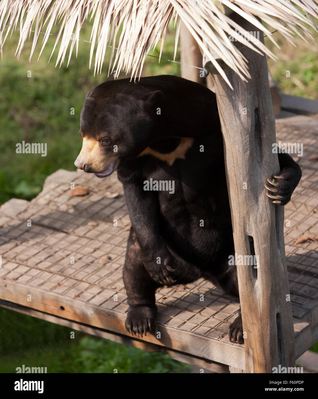 Die Sun Bear (Helarctos Malayanus), in seinem Gehege bei Rare Species Conservation Centre, Sandwich, Kent Stockfoto