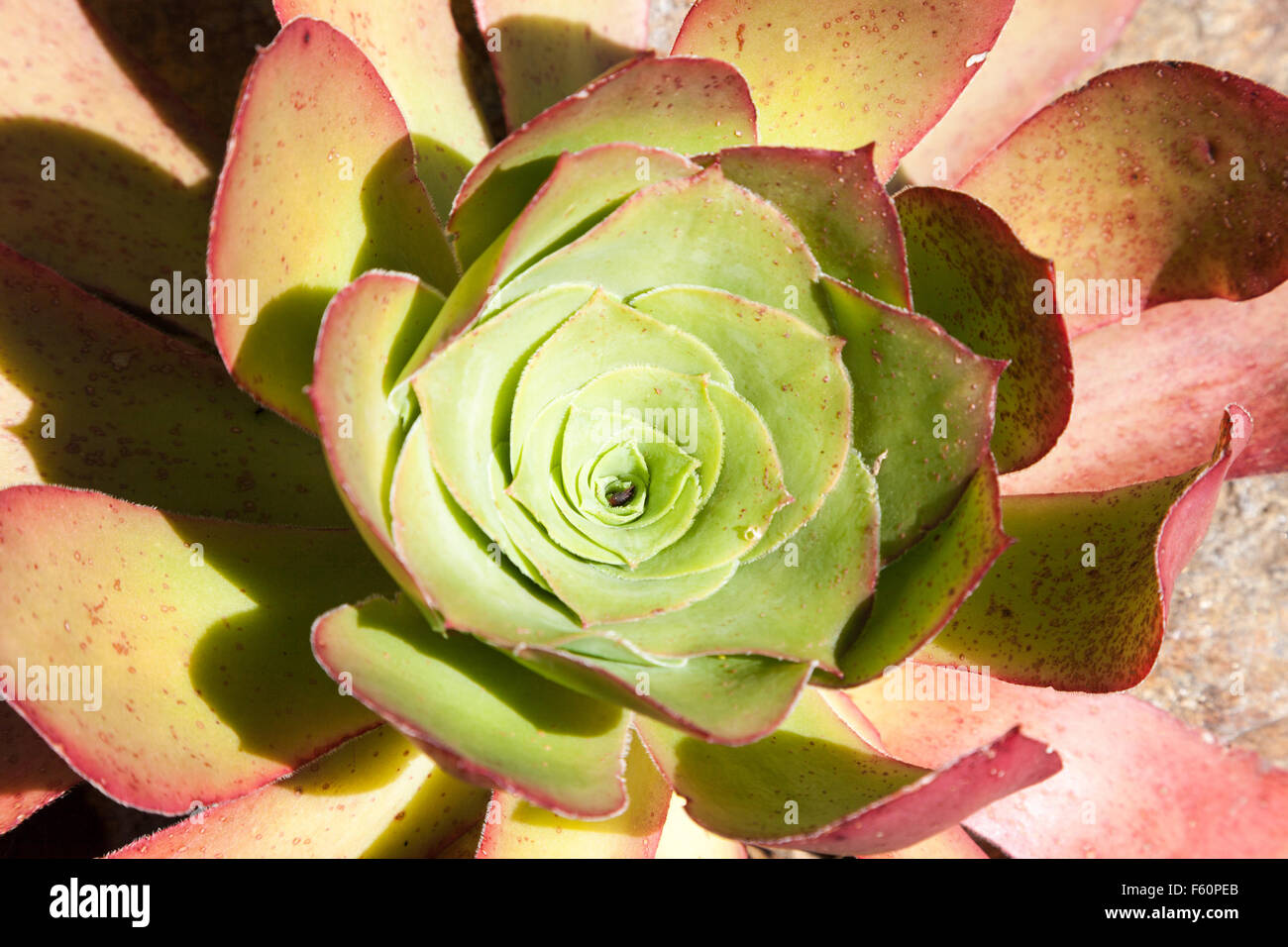 Nahaufnahme von einem Sempervivum auch bekannt als eine Hauswurz Stockfoto