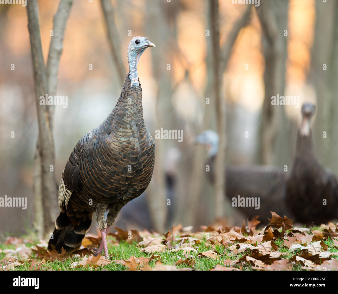 Nahaufnahme von ein wilder Truthahn aufwachen in Vordergrund des Rahmens während Weichzeichner-Puten aus dem Hintergrund sehen, auf. Stockfoto