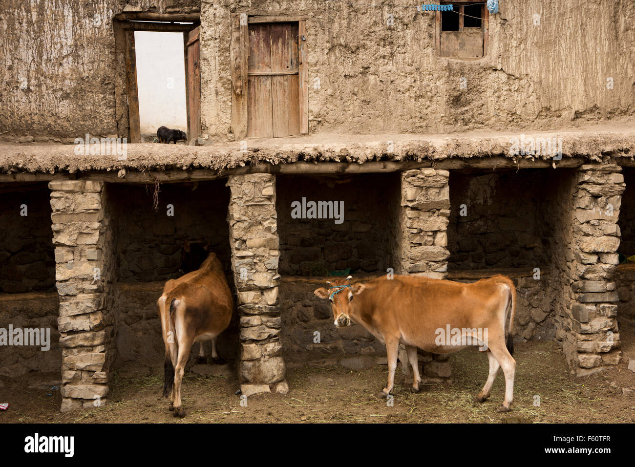 Kaza, urban Milchvieh in Neustadt, Spiti, Himachal Pradesh, Indien Zentrum Haus Hof Stockfoto