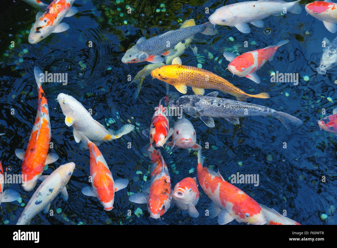 Fisch im teich Fotos und Bildmaterial in hoher Auflösung Alamy