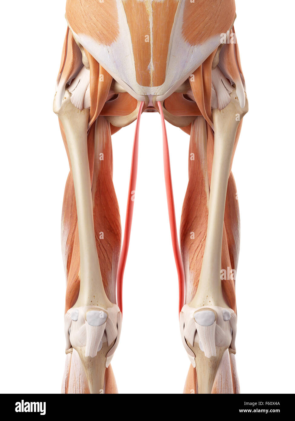 medizinisch genaue Abbildung der gracilis Stockfoto