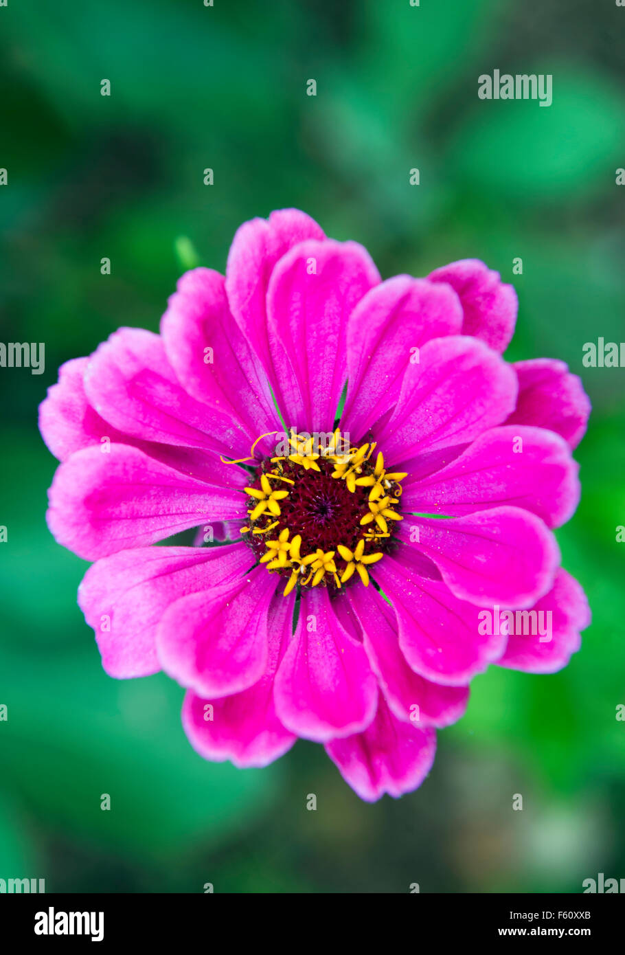 Eine rosa Chrysantheme Blume UK Stockfoto