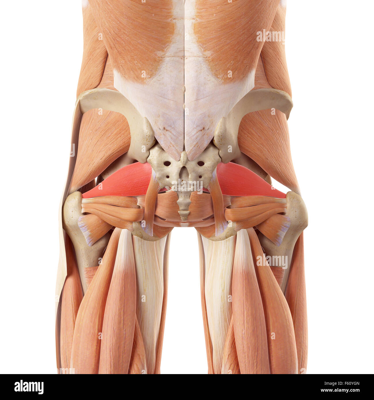 medizinisch genaue Abbildung des dem piriformis Stockfoto