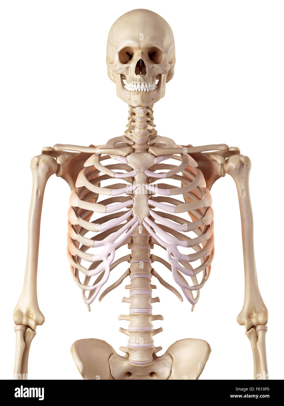 medizinische genaue Abbildung des die Serratus anterior Stockfoto